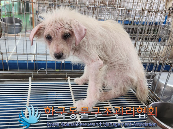 한국동물구조관리협회_441559202300801